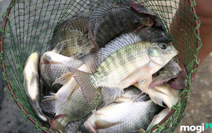 Mơ thấy cá nhảy, mơ thấy cá nhảy đánh con gì?
