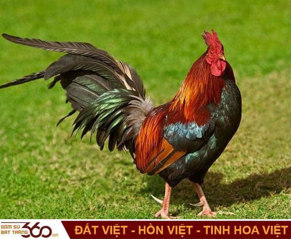 Ý Nghĩa Của Giấc Mơ Thấy Gà Trống